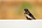 Young Martin (Delichon urbicum), a migratory passerine bird of t
