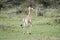 Young Masai Giraffe Giraffa tippelskirchi in Tanzania