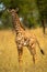 Young Masai giraffe in grass eyeing camera