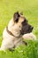 Young mastiff, cane corso fawn beige color on green grass in sunny day. security, protection of territory. pet adoption. training