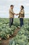 Young and mature farmers shaking hands among growing cabbages