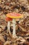 Young and mature Fly Agaric Amanita muscaria mushrooms growing