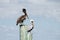A young and a mature pelican perched on pier poles
