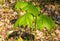 Young mayapple plant with a bud