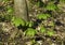 Young mayapple plants