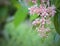 Young medinilla flowers are hit by rain