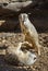 Young meerkats (Suricata suricatta) playing.