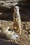 Young meerkats (Suricata suricatta) playing.