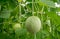 Young melons growing in greenhouse