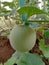 Young melons with perfect shape meet the criteria for growing.