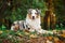 Young merle Australian shepherd portrait in autumn