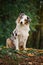 Young merle Australian shepherd portrait in autumn