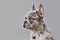 Young merle colored French Bulldog dog puppy with mottled patches