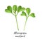 Young microgreen mustard