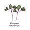 Young microgreen red cabbage