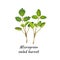 Young microgreen salad burnet