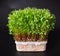 Young microgreen vegetable green. A microgreen -  Sprouts in plastic box.  raw sprout vegetables germinated from plant seeds