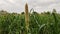 Young millet crop field, landscape view