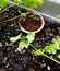 Young mini rose plant in biodegradable pot in herb garden
