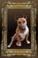 Young miniature bull terrier in a golden vintage frame
