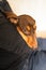 A young miniature dachshund with chocolate and tan colouring, lies in the arms of man