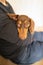 A young miniature dachshund with chocolate and tan colouring, lies in the arms of man.  Her ear is in a cute position