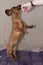 Young miniature dachshund jumping in air