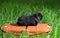 The young Miniature Lop is lying on the orange animal carrier in the grass