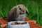 The young Miniature Lop is sitting next to the plastic feed bowl on the orange animal carrier in the grass