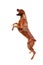 Young mixed-breed / boxer dog jumping at the air (with some motion blur)