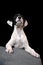 Young mixed breed dalmatian munsterlander  dog