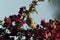 Young mockingbird on bougainvillea bush