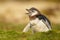 Young molting Magellanic penguin calling near a burrow