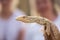 Young monitor lizard in hand close-up