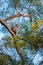 Young monkey climbing on a tree, Lion Rock, country park in Hong Kong