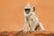 Young monkey on the orange wall. Wildlife of Sri Lanka. Common Langur, Semnopithecus entellus, monkey on the orange brick building