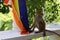 Young monkey playing with buddist flag