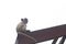Young monkey shows panic sitting on wooden beams.
