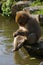 Young monkey sitting by a pond