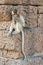 Young Monkey Sitting on Wall
