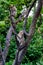 Young monkeys climbing on tree