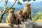 Young monkeys sit on the background of mountains and rainforest