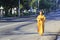 Young monks are walking morning alms in Dalat