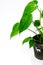 Young monstera leaves on white background