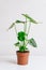 Young monstera plant in a pot on white table