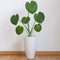 Young monstera plant in white pot