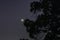 The young moon after sunset descends to the horizon and hides behind the dense branches of pine tree