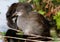 Young moorhen chick.