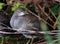 Young moorhen chick.