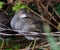 Young moorhen chick.